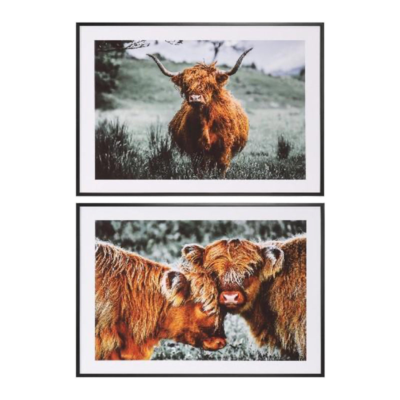 TARA Framed print highland cow 40 x 50cm 2 asst